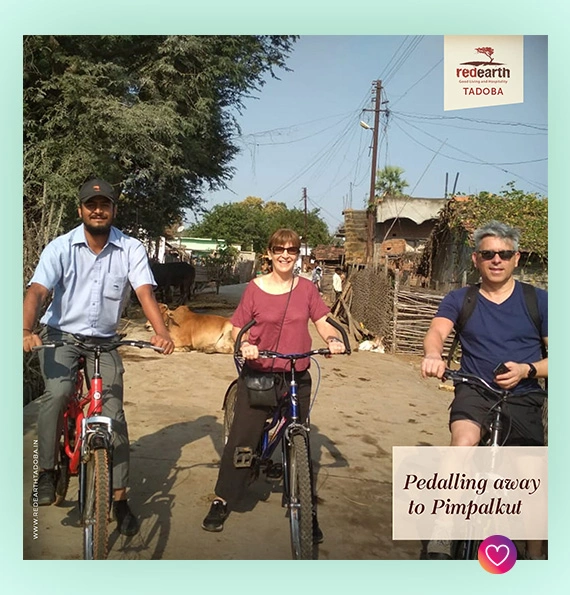 tadoba_post
