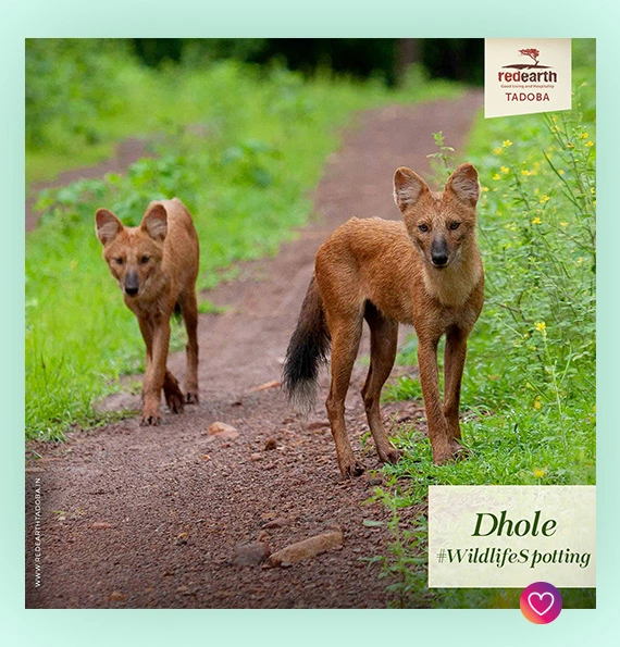 tadoba_post